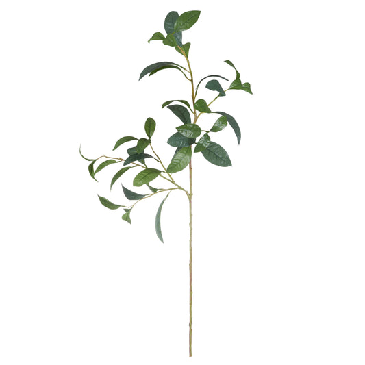Croton Spray Green